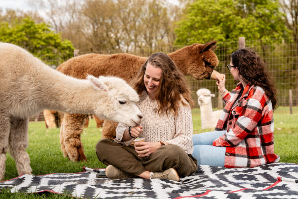 Alpacafarm © Copyright Alpacafarm Vorstenbosch