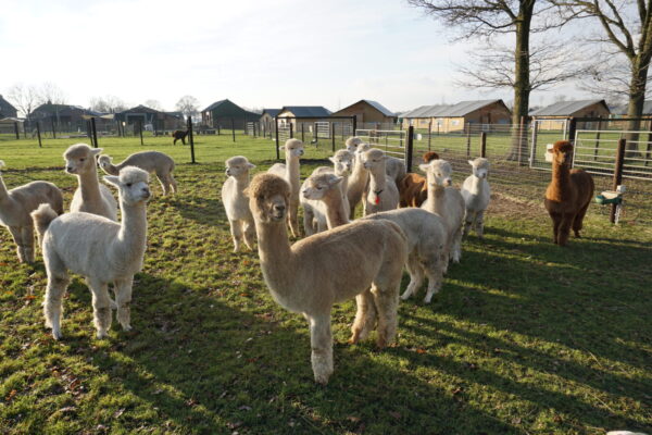 Alpacafarm © Copyright Alpacafarm Vorstenbosch