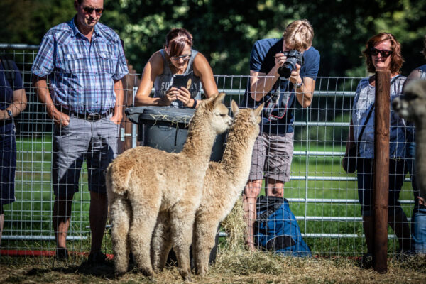 Alpacafarm © Copyright Alpacafarm Vorstenbosch