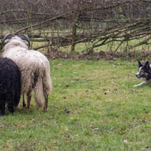 Schapen Drijven © Copyright Uitjesrooi