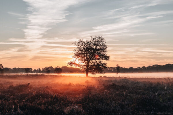 Balloërveld © Marketing Drenthe