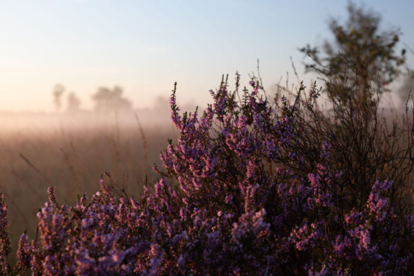 Balloërveld © Marketing Drenthe