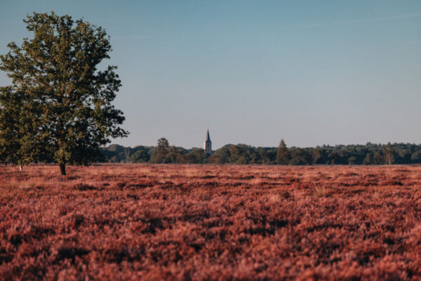 Balloërveld © Marketing Drenthe
