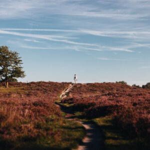 Balloërveld © Marketing Drenthe