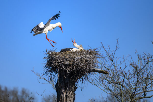De Hoge Stoep © Copyright ToReCo - Marcel J de Jong