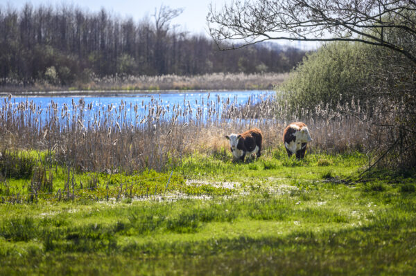 De Hoge Stoep © Copyright ToReCo - Marcel J de Jong