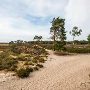 Kalmthoutse Heide © Copyright Brabant Partners