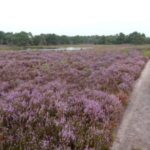 Strijbeekse Heide © Copyright Breda Marketing