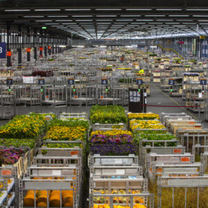 Bloemenveiling Aalsmeer © Copyright I Amsterdam -Cris Toala Olivares