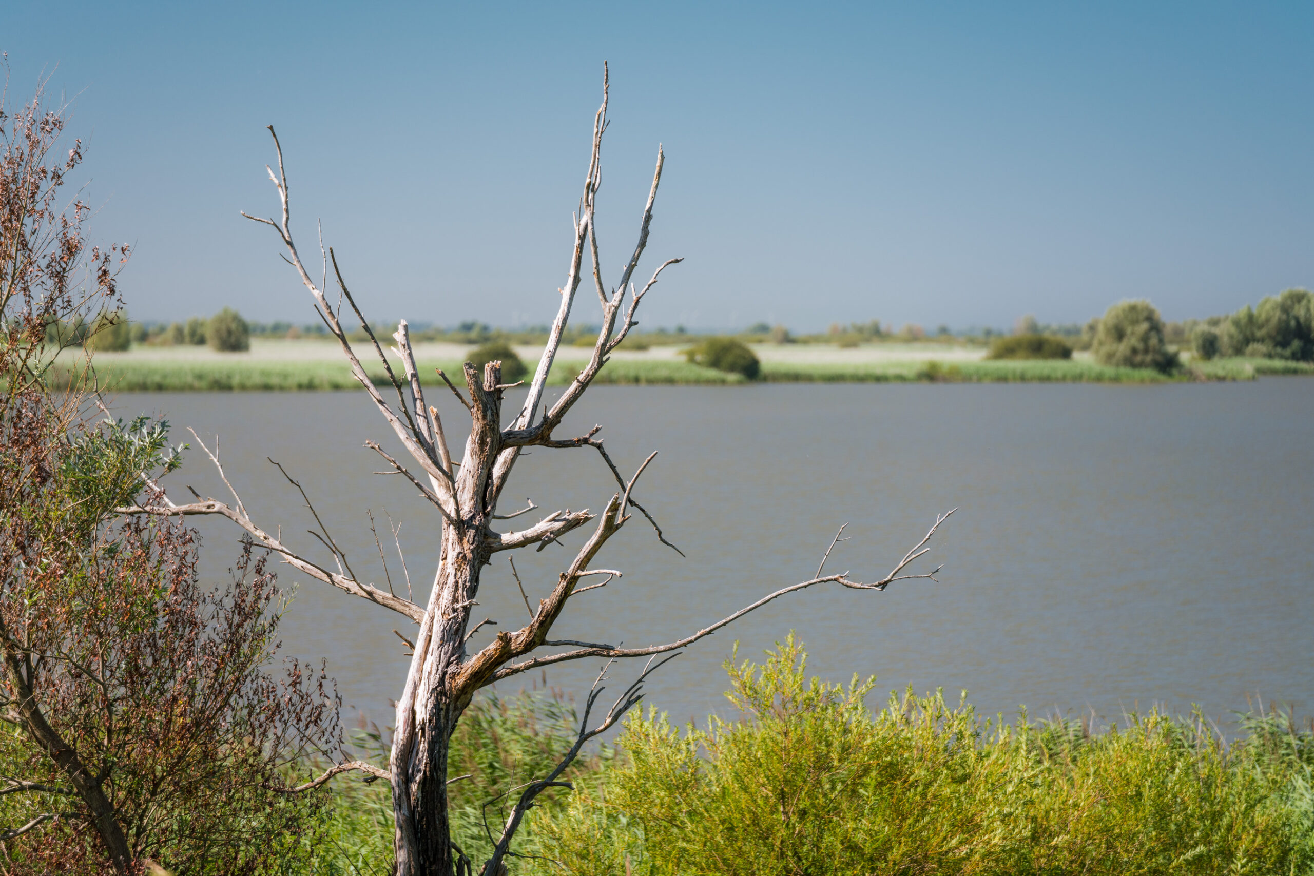 Oostvaardersplassen © Copyright I Amsterdam - Koen Smilde