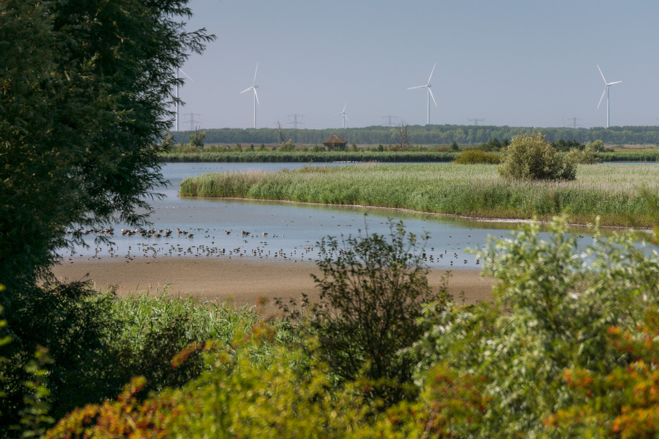 Oostvaardersplassen © Copyright I Amsterdam - Koen Smilde